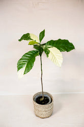 Coffea madurensis variegata